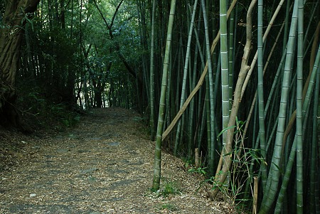 竹薮