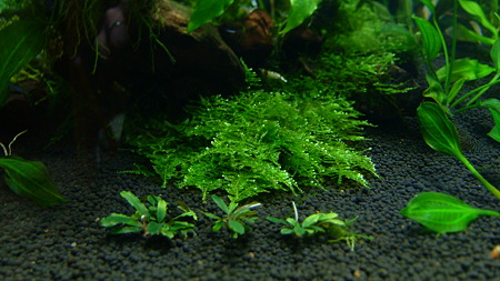 DSCF3685