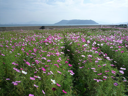 志賀島のコスモス(4)