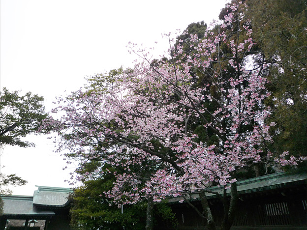 宮地嶽神社の緋寒桜 1 開運桜 写真共有サイト フォト蔵