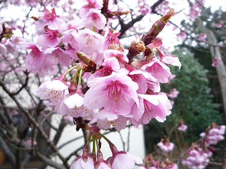 鎮国寺の緋寒桜と梅(3)