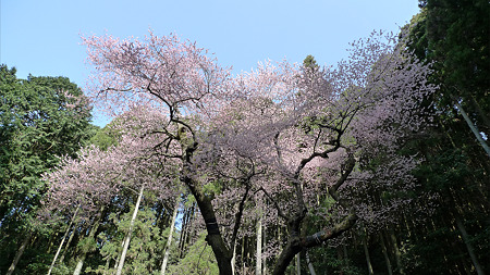 虎尾桜(1)