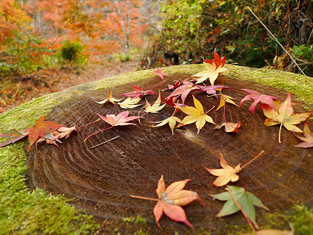 一目八景(30)切り株と落ち葉、その(2)