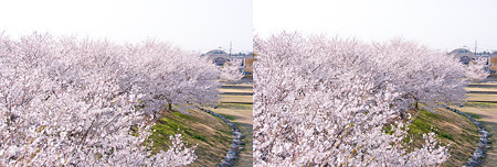 3D桜・交差法