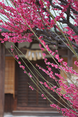 nex511030710