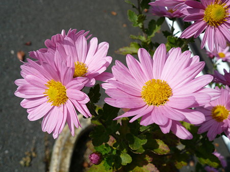 P1020232