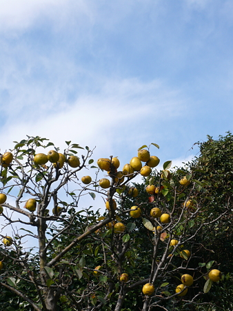 P1020229