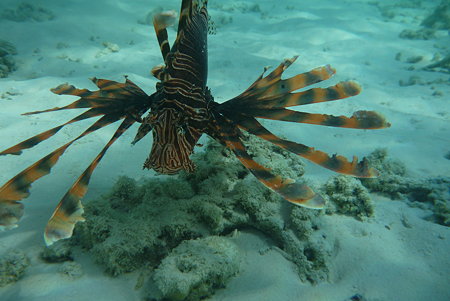 P1010607