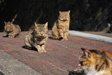 童謡の園・猫5
