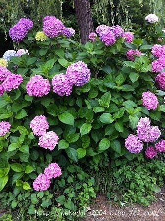 紫陽花1