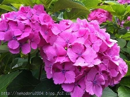紫陽花5