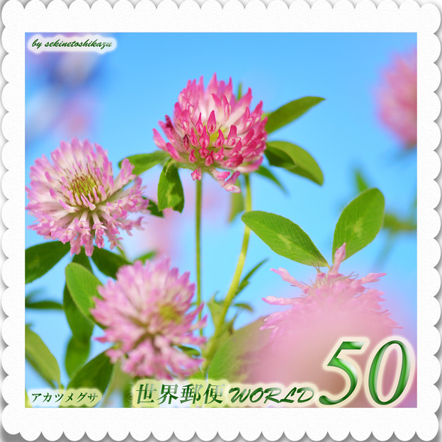 ＜花切手＊アカツメグサ＊山野草＞