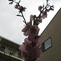 Photos: 桃の花が沢山咲いた