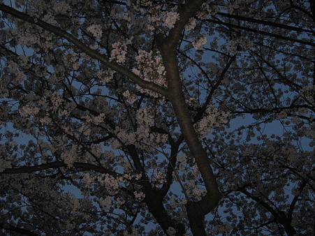 夜桜なう