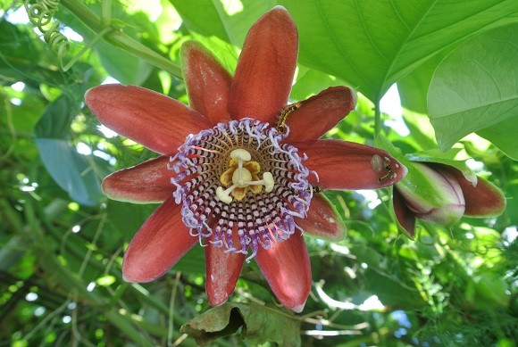 赤花種のパッションフルーツの花 写真共有サイト フォト蔵