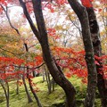 2011年_箱根美術館の紅葉