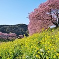 みなみの桜と菜の花まつり2020