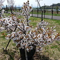 比布大雪PA の千島桜