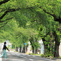 Photos: 深緑の桜並木01-12.07.06