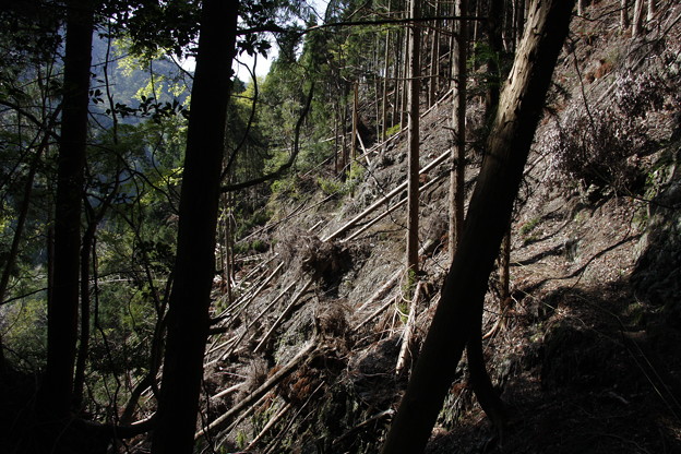 Photos: 倒木を過ぎて岩岳山